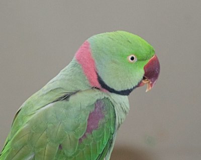 Bird Kingdom 2