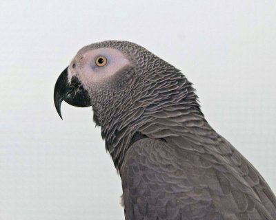 Bird Kingdom 3