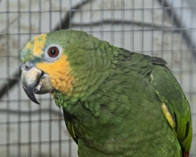 Bird Kingdom 4