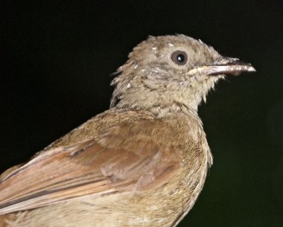 Bird Kingdom 6
