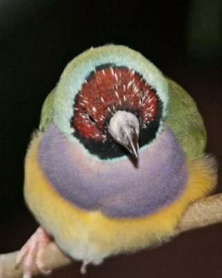 Bird Kingdom 8