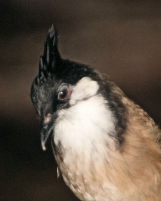 Bird Kingdom 9