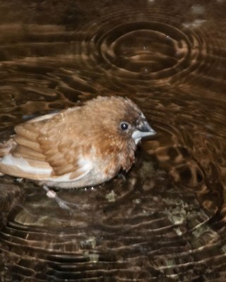 Bird Kingdom 10