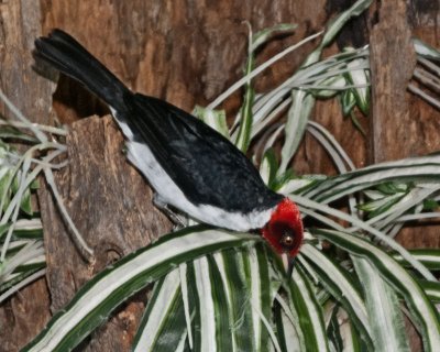 Bird Kingdom 11
