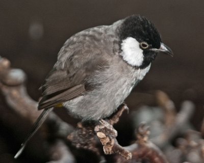 Bird Kingdom 12