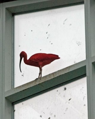 Bird Kingdom 15