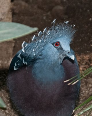 Bird Kingdom 18