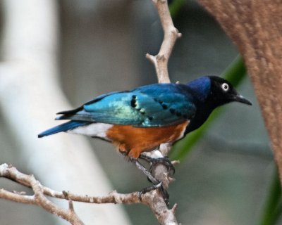 Bird Kingdom 19