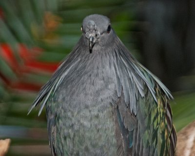 Bird Kingdom 27