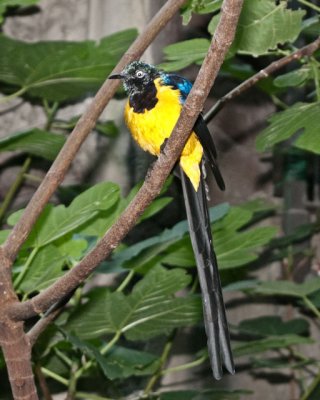 Bird Kingdom 29
