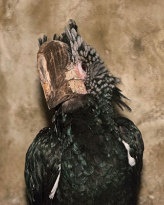 Bird Kingdom 32