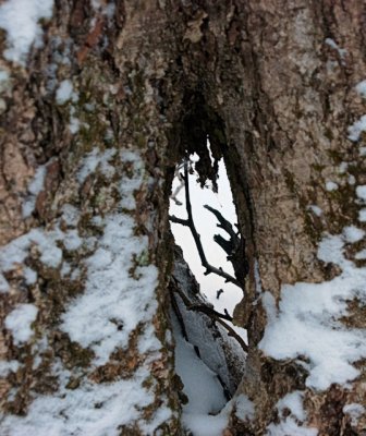 hole in trunk
