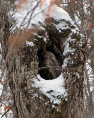 an owl???