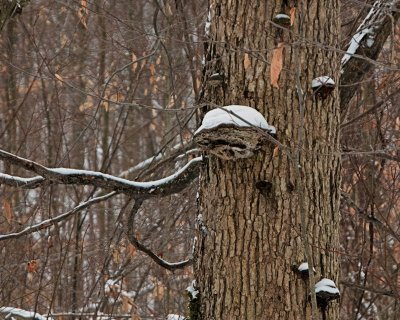 snow in the trees