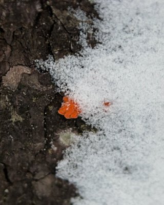 orange fungus