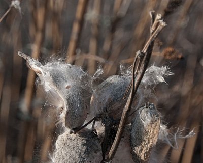 DSC_0368.jpg