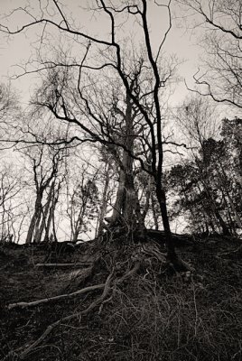 11 Trees