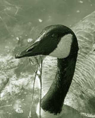 21 Birds/Wildlife