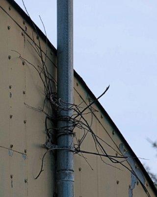vines