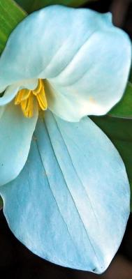 trillium