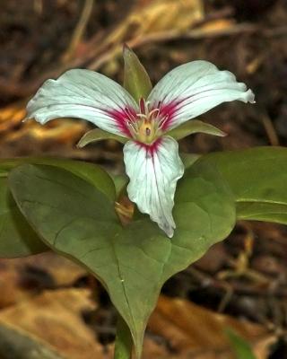 Painted Trillium