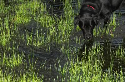 damp dog