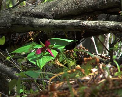 red trillium in the woods