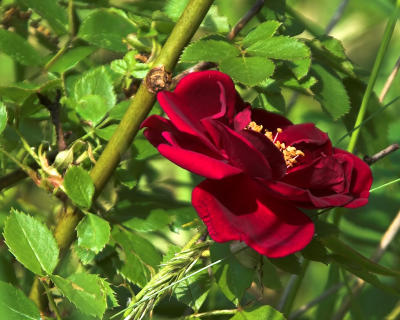 rose