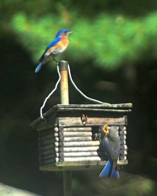 bluebirds (of happiness)