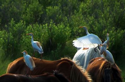 Cattle Egrets & wild Ponies