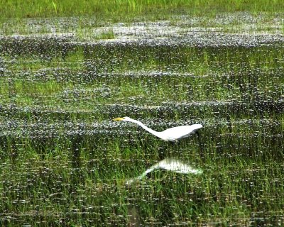Great Egret