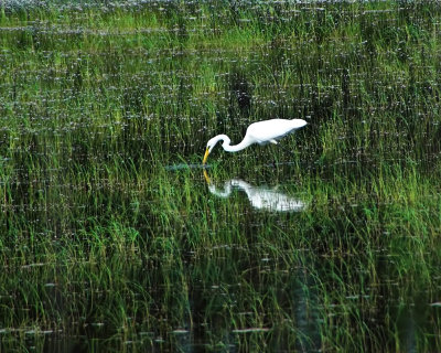 Great Egret 3