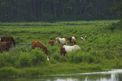 Wild Ponies 5