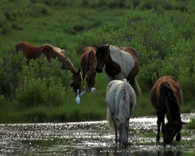 Wild Ponies 7