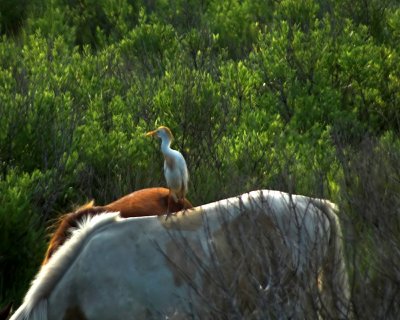 Wild Ponies 12 & Cattle Egret