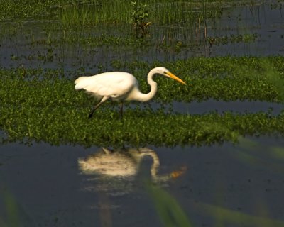 Great Egret 4