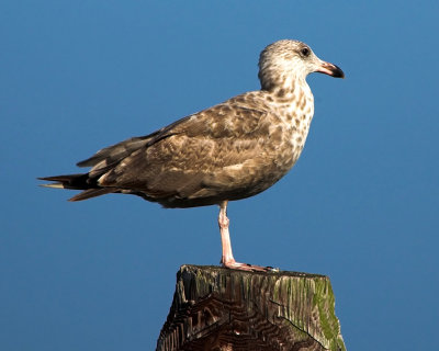 Gull