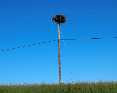 nest