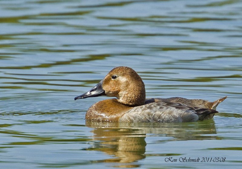 Canvasback , female, Lake Davis,Orlando,Fl.
