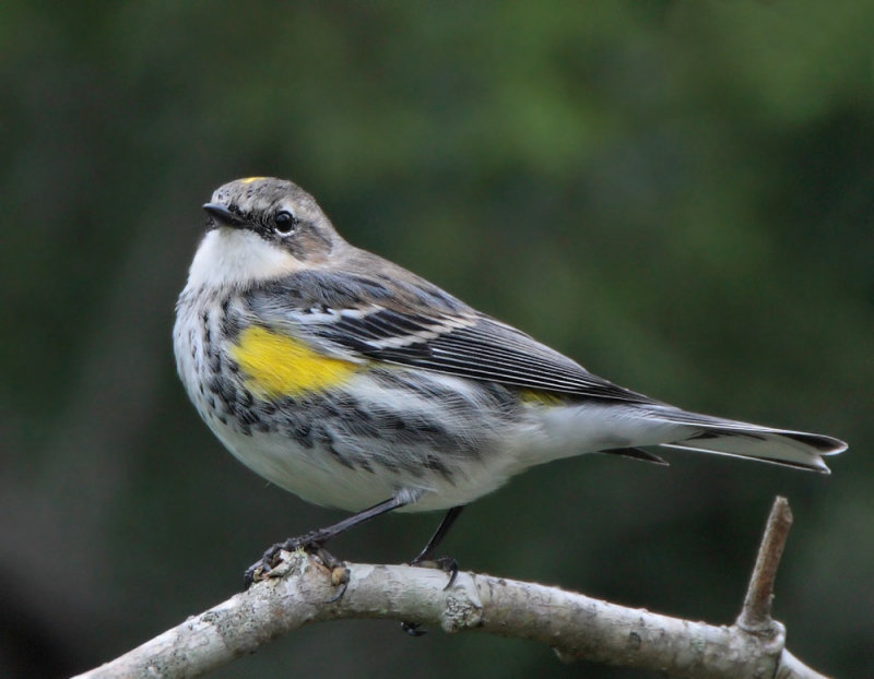 Yellow-rumped Warbler, Mrytle, 12-26-2007