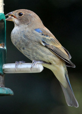 Indigo Bunting , FOS at my feeders, 2011-02-21