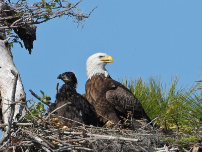 Bald Eagle and chick, Tierra Verde , Florida