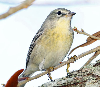 Blue-headed Vireo ,taken at Fort DeSoto,Fl