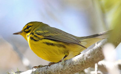 Prairie Warbler ,Taken at Fort DeSoto,Fl