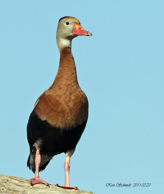  Black-bellied Whistling Duck