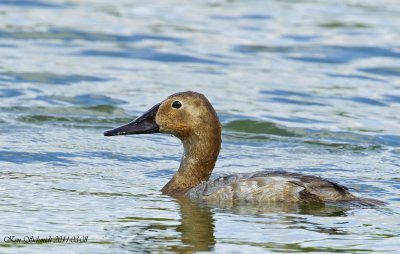 Canvasback , female, Lake Davis,Orlando,Fl.