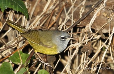 MacGillivarys Warbler.Homestaed,FL