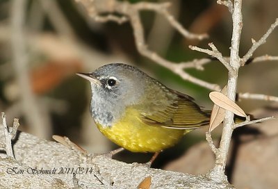 MacGillivarys Warbler,Homestead,FL