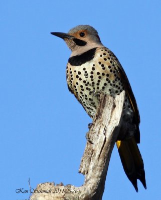 Flicker,Northern,Yellow-shafted-Eastern