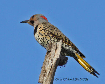 Flicker,Northern,Yellow-shafted-Eastern.